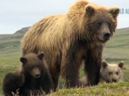 Alaska reizen - Wild Alaska